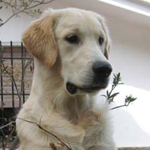 cachorros golden retriever